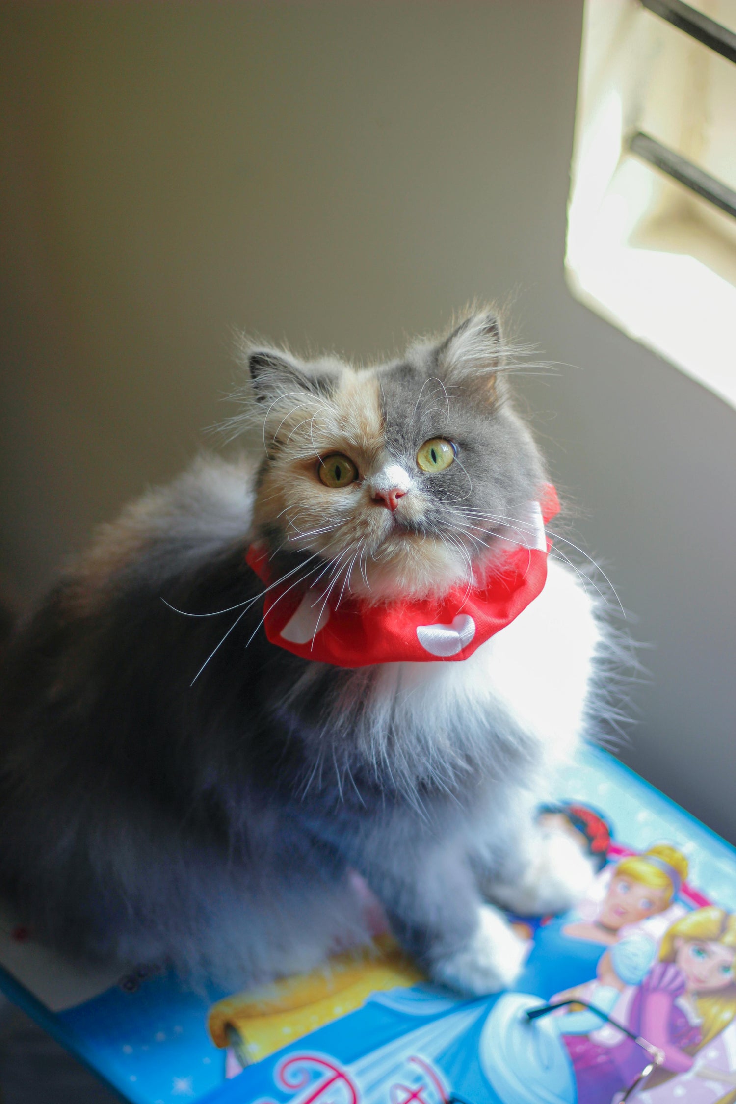 The Purrfect Life Collection